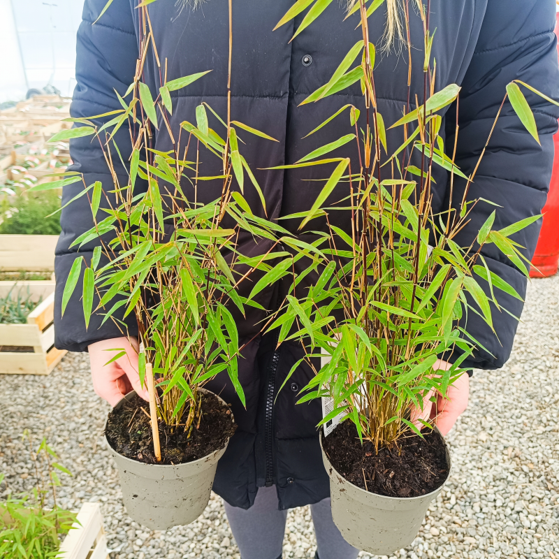 Fargesia Jiuzhaigou (červený Bambus) ´RED DRAGON´, kont. C1.5L, výška: 40-50 cm (-27°C)